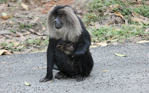 The macaque that refused to disappear