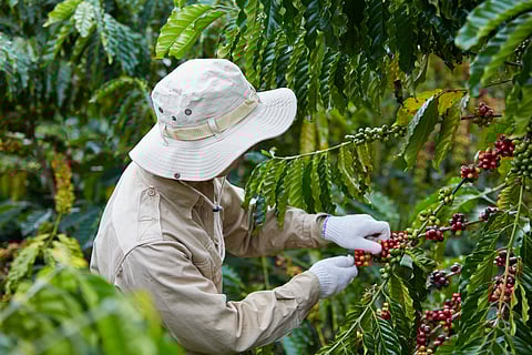 Climate change is coming for your coffee, adding 47 days of harmful heat each year