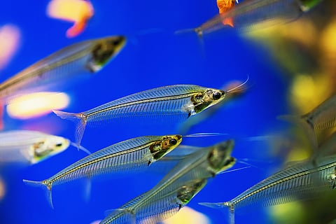 Fish use more energy to stay still than previously thought