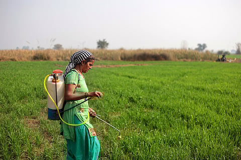 Regulating biopesticides: Mandate surveillance, time-limited approvals, safeguards against industry capture