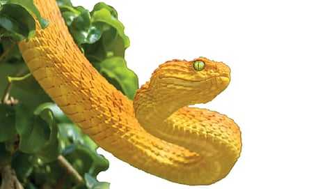 SOE 2026: Extinction Tracker