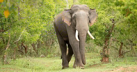 After Rivaldo: What the death of a tusker reveals about the future of South India’s Nilgiris