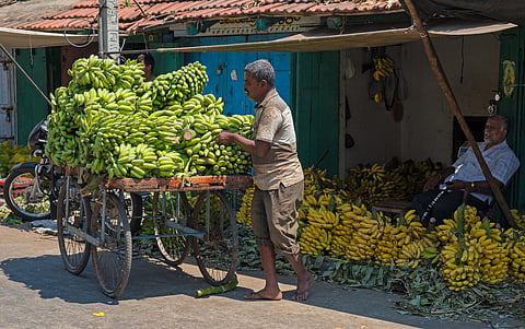 Scientists may have found an answer to dreaded Panama disease in bananas