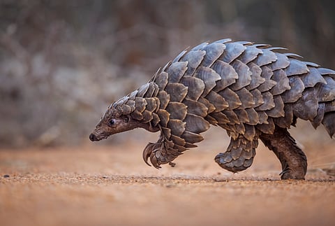 World Pangolin Day 2026: 500,000+ pangolins seized globally between 2016 and 2024