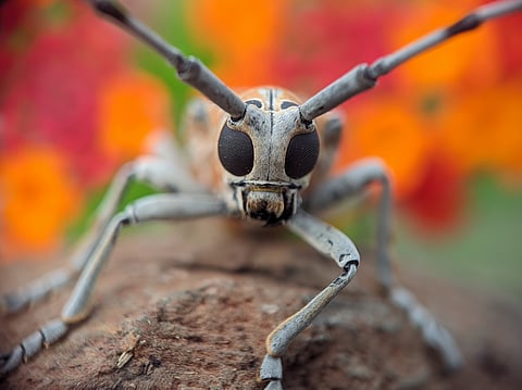 Killer beetles in the baobabs: Researcher warns of risk to African trees