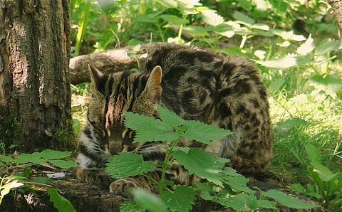 Timely informed; timely re-wilded: How India can help conserve its small cats