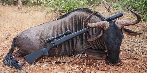 Inside South Africa’s brutal trophy hunting tug-of-war