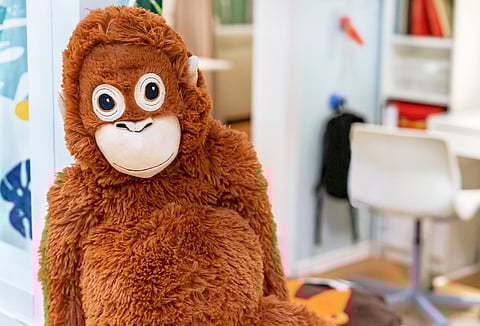 A viral monkey, his plushie, and a 70-year-old experiment: What Punch tells us about attachment theory