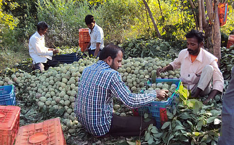 Community forest rights, custard apples and Amravati