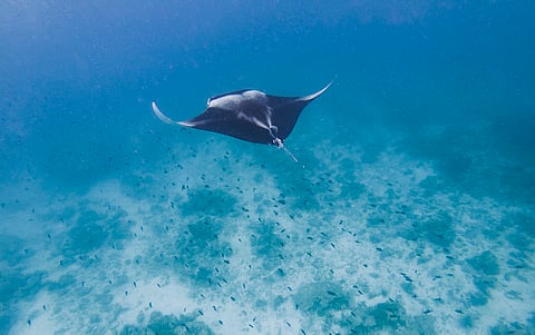 Ocean carbon blindspot could hamper climate change mitigation and adaptation: UNESCO Report