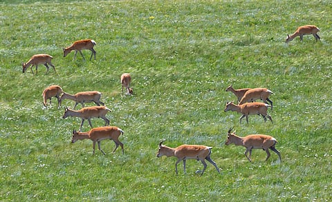 Bird flu emerges as significant threat to migratory wildlife, as species see decline of 5% in just 2 years: Report