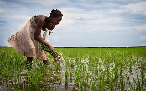 Gender gap in agribusiness risks Africa’s climate adaptation goals, warns a report