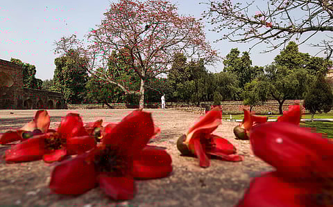 Semal bloom and springtime in Delhi