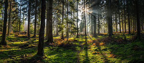 The Black Death did not increase plant biodiversity in medieval Europe: Study