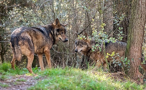 Portugal fined €10m by the EU Court of Justice for failing to comply with laws to protect biodiversity
