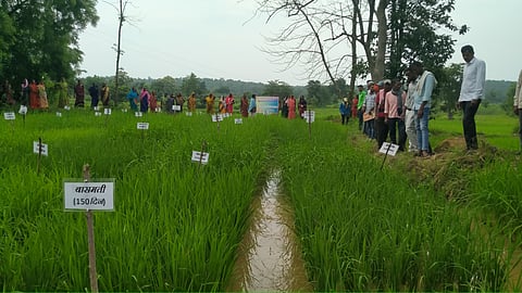 Seeds of Sovereignty: How community-led seed revival is transforming agriculture in India