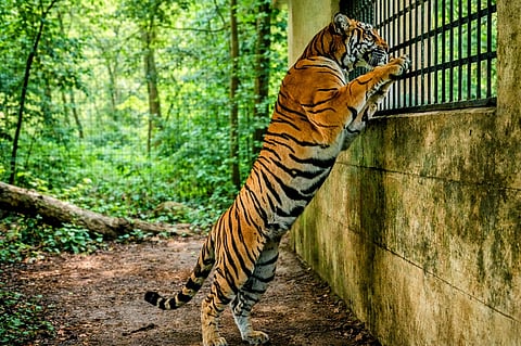 Mangala: The tigress who could not return to the forest