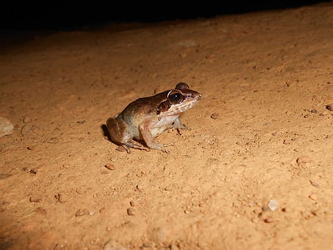 Researchers have found frogs belonging to the Indirana genus taking refuge inside caves to cope with rising temperatures. Seen here is a frog from the Indirana genus. (Representative image)
