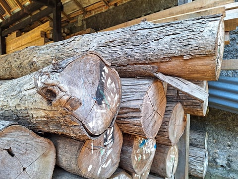 Maharashtra considers using teak forest revenue to support Ladki Bahin welfare scheme