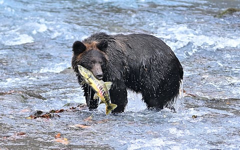 Decline in Japanese chum salmon linked to climate change: Study