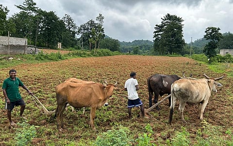 Draught animals are already part of the energy base of India’s rainfed agriculture; With support, animal power could evolve into a more efficient and resilient form of farm energy