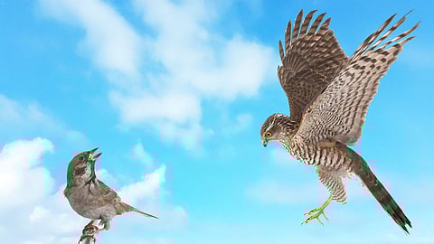 International Sparrow Day 2026: The ‘chidi’ in Sikh tradition and ethos