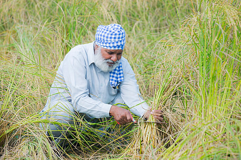 World Bank report suggests “New Water-Food Nexus Framework” for smarter hydrological use to feed 10 billion people