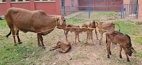 Indian Veterinary Research Institute produces calves of prized Sahiwal indigenous breed using advanced reproductive technologies