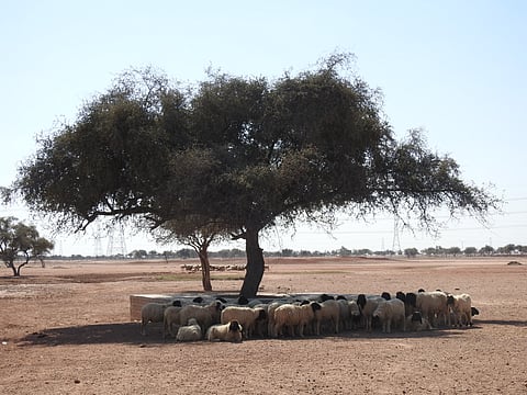 Sheep attempting to escape the heat in Jaisalmer, Rajasthan. 