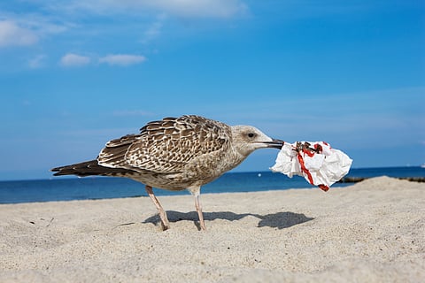 How birds are spreading plastic pollution