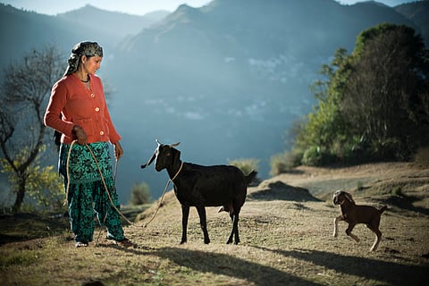With Rs 300 crore plan, Himachal Pradesh brings its shepherds onto the policy map