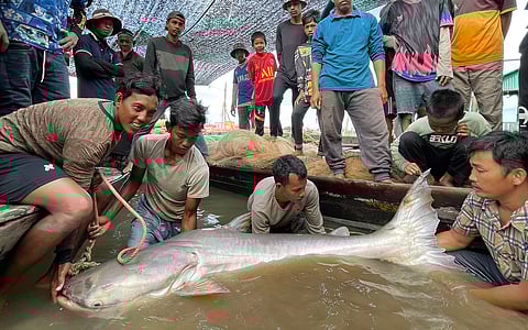 CMS COP15: Migratory freshwater fish populations in peril as 81% declined in 50 years