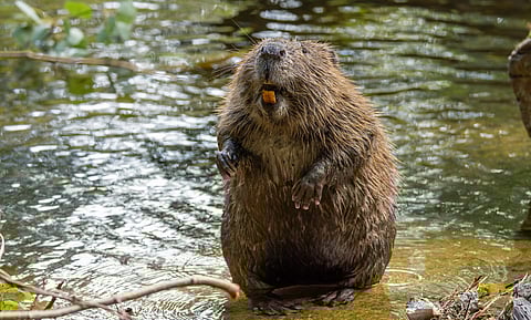 Beavers can turn riverbeds into powerful carbon sinks: Study