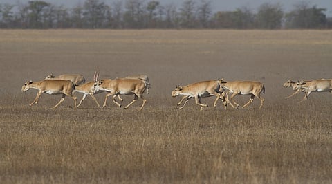 Global initiative marks taking steps to curb illegal and unsustainable taking of migratory wildlife