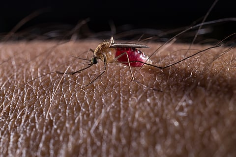 Mosquitoes carrying malaria are evolving more quickly than insecticides can kill them — researchers pinpoint how