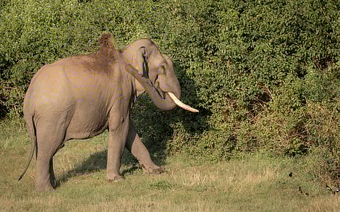 Kraal or Coexistence: Why Muttikomban’s fate matters for Kerala’s elephants