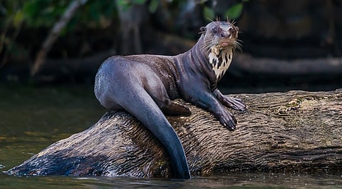 CMS COP15 ends in Brazil with 40 new species being accorded protection