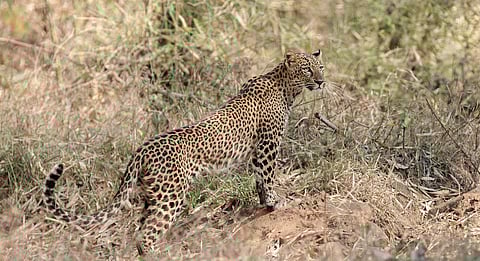 The Silenced Waghoba: Why we need to voice human-wildlife conflict in Mumbai’s Sanjay Gandhi National Park