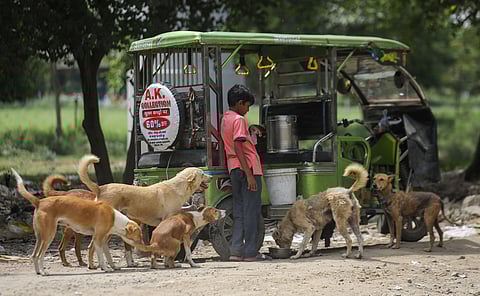 Dog feeding, Delhi style
