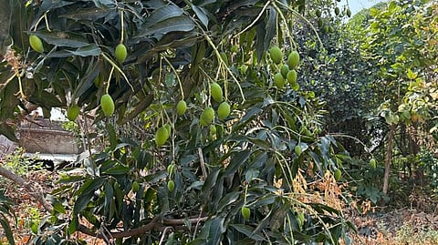Climate change strikes North India’s ‘mango hub’ as Malihabad’s orchards lie desolate and farmers suffer from declining yields, rising costs