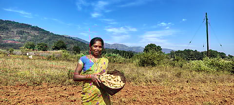 Sweet potato may be a neglected crop elsewhere; but its cultivation remains a significant part of agriculture in India’s rainfed and tribal regions