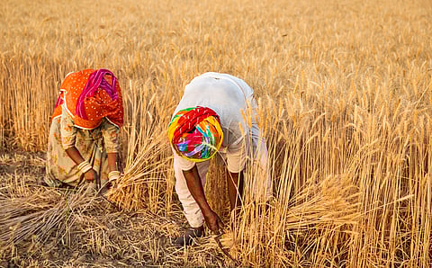 When crop insurance fails farmers: PMFBY needs a rethink