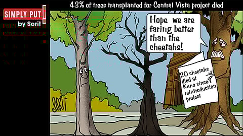 Simply Put: Trees of Central Vista