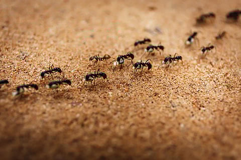 Seizure of 2,000 ants at Nairobi airport highlights the hidden scale of insect trafficking