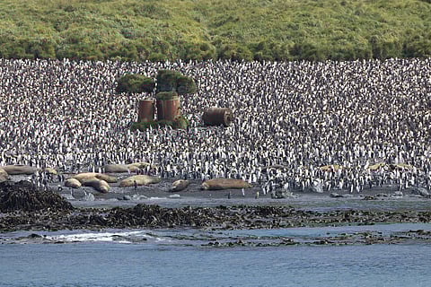 Nearly 10% of global ocean now protected, 2% increase since 2024: UNEP