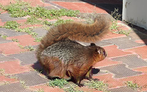 All about a magical encounter with the White-bellied Giant Flying Squirrel in Kashmir