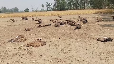 Did 25 vultures in UP’s Lakhimpur Kheri die due to poison meant for free-ranging dogs?