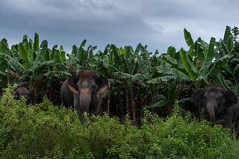 Wildlife damage to crops not monitored: ASHA calls for data systems, specific action plans