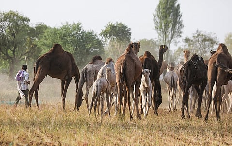 Rajasthan’s lost ships