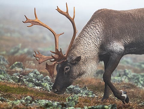 Caribou survival depends on lichen and snow: Study